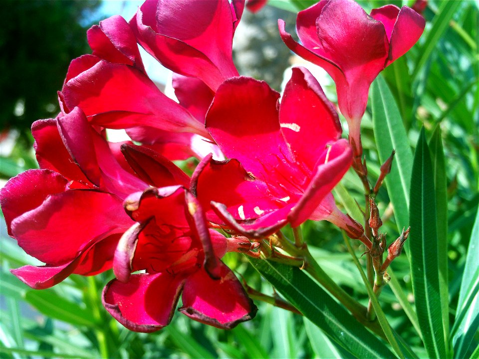 Nerium oleander red flowers, Torrelamata, Torrevieja, Alicante, Spain photo