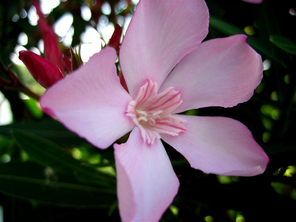 Oleanderblüte (Nerium oleander) photo