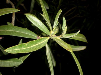 The ending of a nerium oleander without flowers. photo