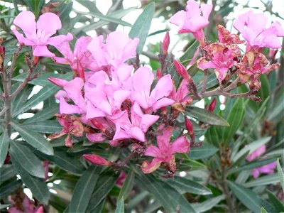 Image title: Pink flower bush
Image from Public domain images website, http://www.public-domain-image.com/full-image/flora-plants-public-domain-images-pictures/flowers-public-domain-images-pictures/pi