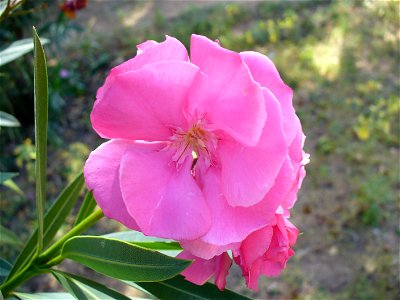 I am the originator of this photo. I hold the copyright. I release it to the public domain. This photo depicts a Nerium oleander flower, cultivated in Zimbabwe. photo