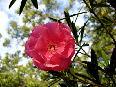 I am the originator of this photo. I hold the copyright. I release it to the public domain. This photo depicts a Nerium oleander flower cultivated in Zimbabwe.