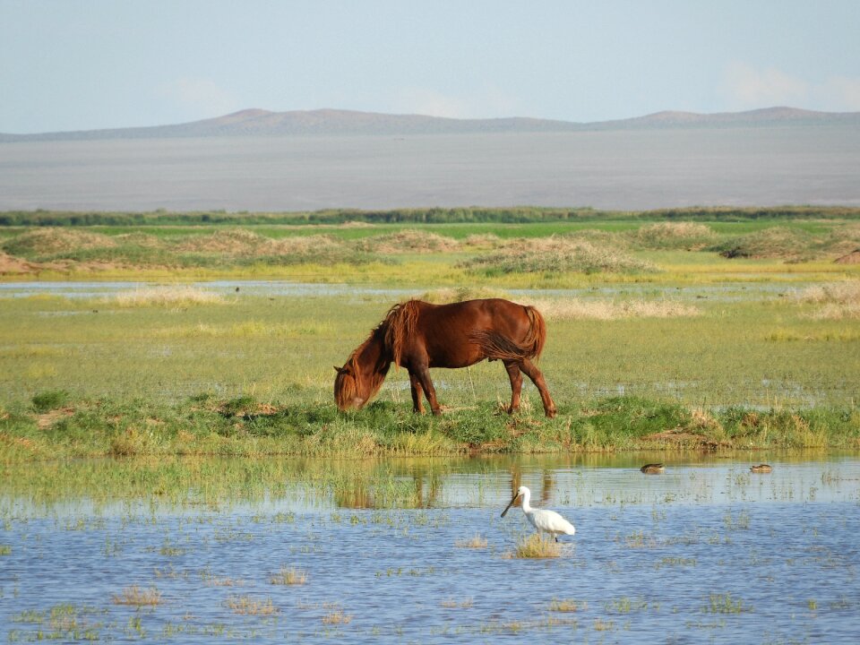 Pasture water lake