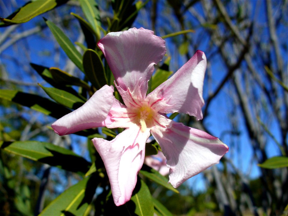 I am the originator of this photo. I hold the copyright. I release it to the public domain. This photo depicts a Nerium oleander flower cultivated in Zimbabwe.