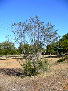 I am the originator of this photo. I hold the copyright. I release it to the public domain. This photo depicts a Nerium oleander shrub. photo