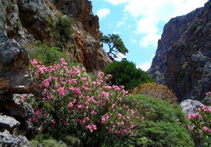 Vallée des morts - Crète photo