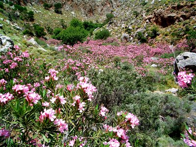 Vallée des morts - Crète photo