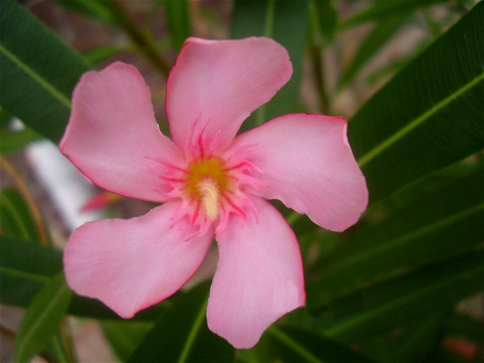 Flower of Nerium oleander.