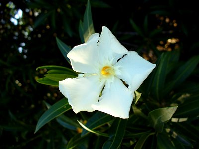 I am the originator of this photo. I hold the copyright. I release it to the public domain. This photo depicts a Nerium oleander flower cultivated in Zimbabwe.