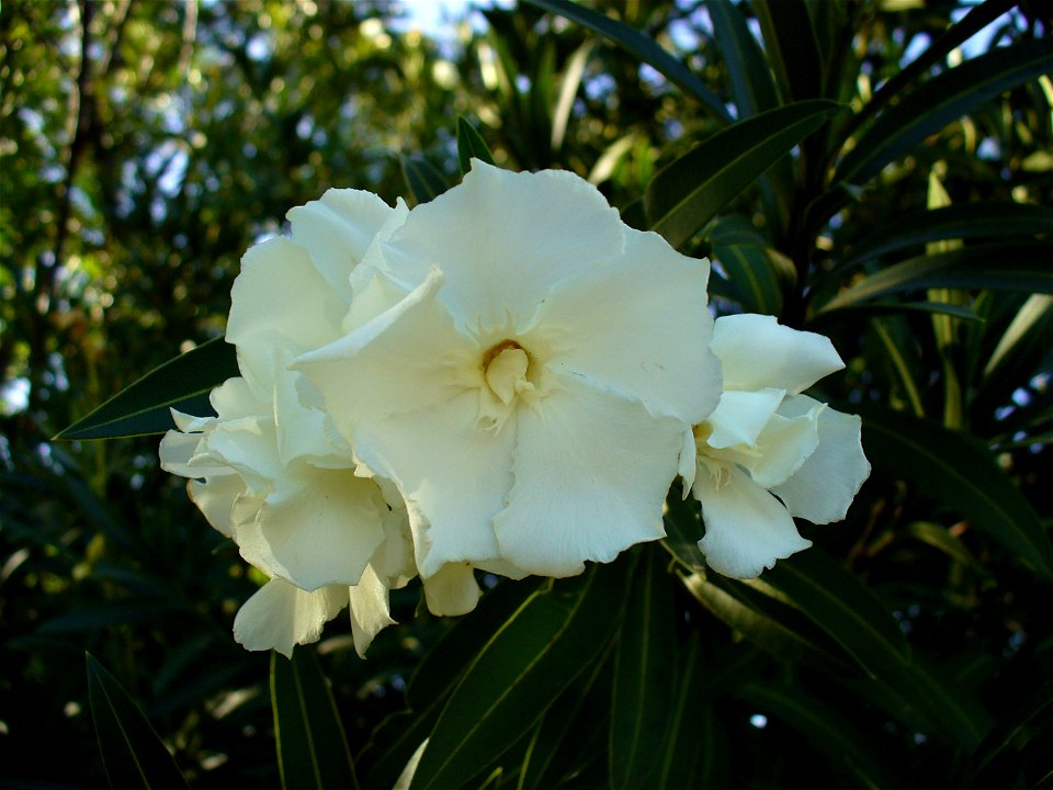 I am the originator of this photo. I hold the copyright. I release it to the public domain. This photo depicts Nerium oleander flowers cultivated in Zimbabwe.