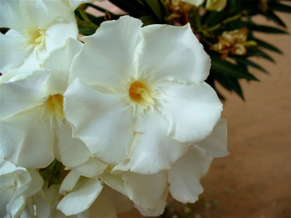 I am the originator of this photo. I hold the copyright. I release it to the public domain. This photo depicts Nerium oleander flowers cultivated in Zimbabwe.