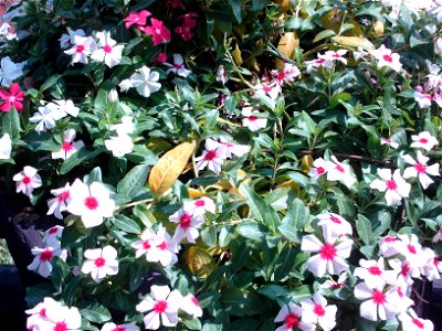 Catharanthus roseus in Royal Flora Expo 2006, Chiangmai, Thailand photo