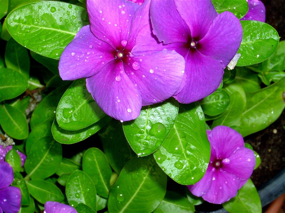 Dew drops on purple flowers