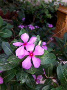 Catharanthus roseus Plant pink colour flower photo