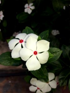 Catharanthus roseus Plant white colour flower
