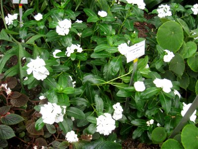 Catharanthus roseus var. albus specimen in the Botanischer Garten, Berlin-Dahlem (Berlin Botanical Garden), Berlin, Germany.