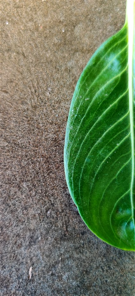 Leaf margin