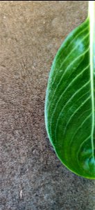Leaf margin photo