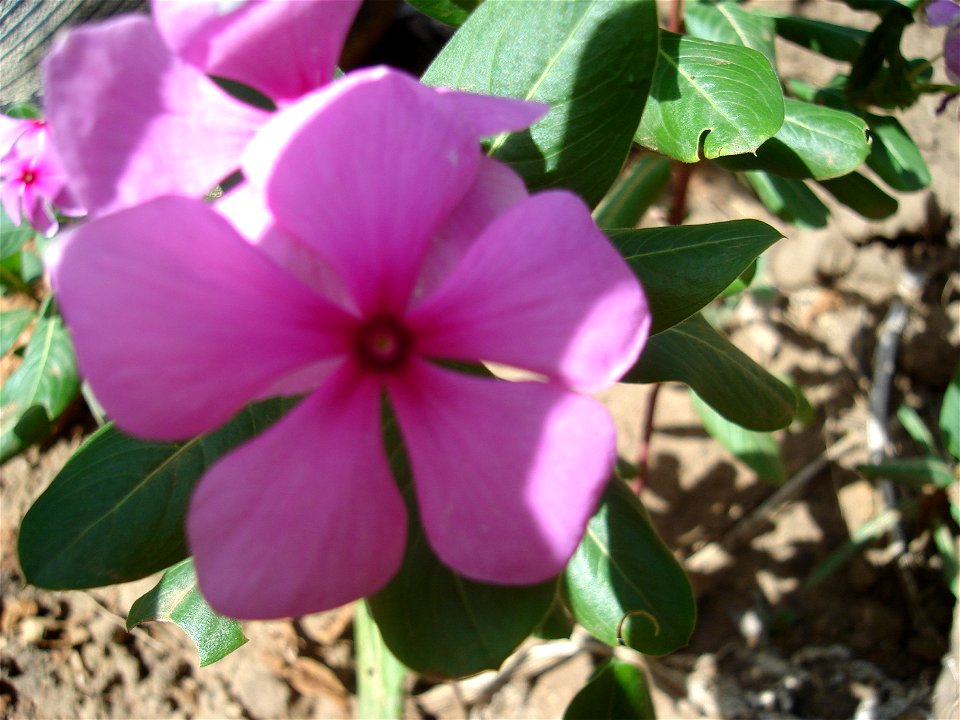 Catharanthus roseus