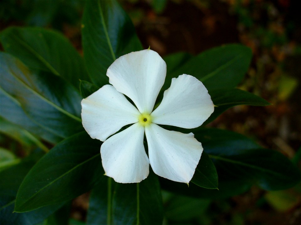 I am the originator of this photo. I hold the copyright. I release it to the public domain. This photo depicts a flower.