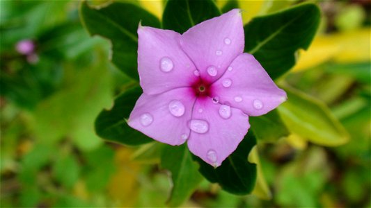 A flower that is covered in dew photo