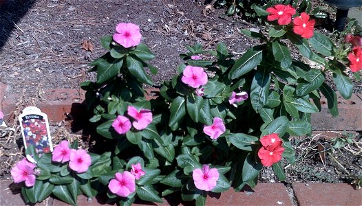 Picture of pentunias Catharanthus roseus in Middle Tennessee. Picture is public domain. Enjoy :) photo