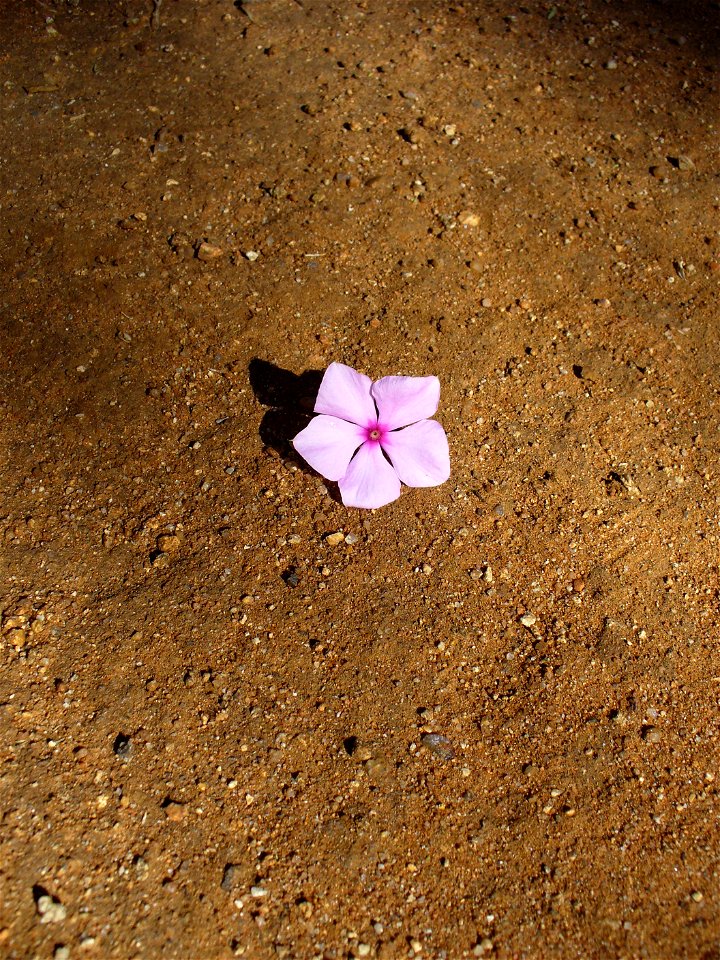 I am the originator of this photo. I hold the copyright. I release it to the public domain. This photo depicts a flower.