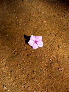 I am the originator of this photo. I hold the copyright. I release it to the public domain. This photo depicts a flower. photo