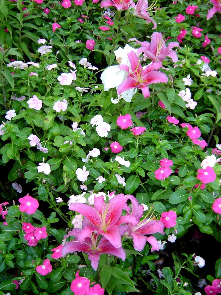 in Royal Flora Expo 2006, Chiangmai, Thailand