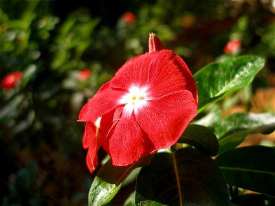 red flower, israel.