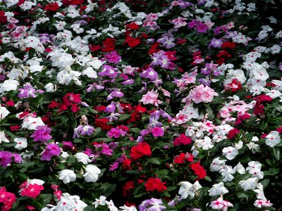 Vinca (Catharanthus roseus) bed in Oakland, Pittsburgh photo