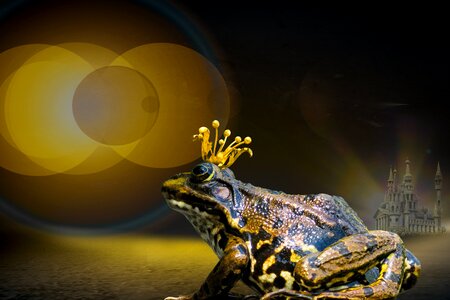 Frog frog prince composing
