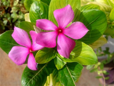 Botanical name - Catharanthus roseus
Common names - Cape periwinkle; Rose periwinkle; Old-maid .

Tamil names – NITHTHIYA KALYANI ‘daily marrying ’ ; 
                        SUTUKATTUP PU ‘crema