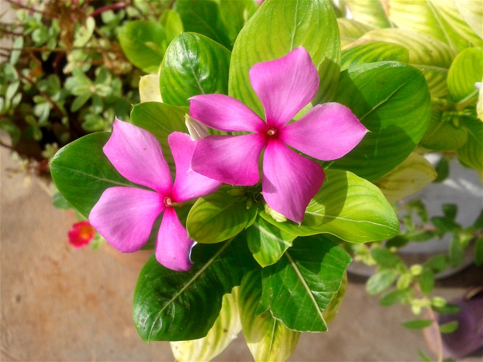 Botanical name - Catharanthus roseus
Common names - Cape periwinkle; Rose periwinkle; Old-maid .

Tamil names – NITHTHIYA KALYANI ‘daily marrying ’ ; 
                        SUTUKATTUP PU ‘crema