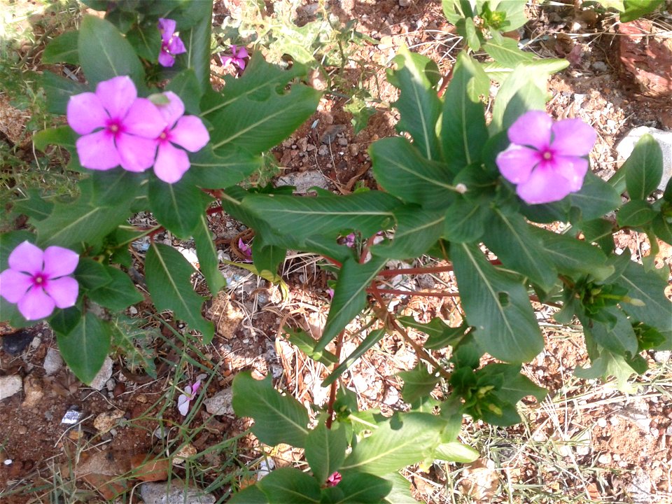 Botanical name - Catharanthus roseus
Common names - Cape periwinkle; Rose periwinkle; Old-maid .

Tamil names – NITHTHIYA KALYANI ‘daily marrying ’ ; 
                        SUTUKATTUP PU ‘crema
