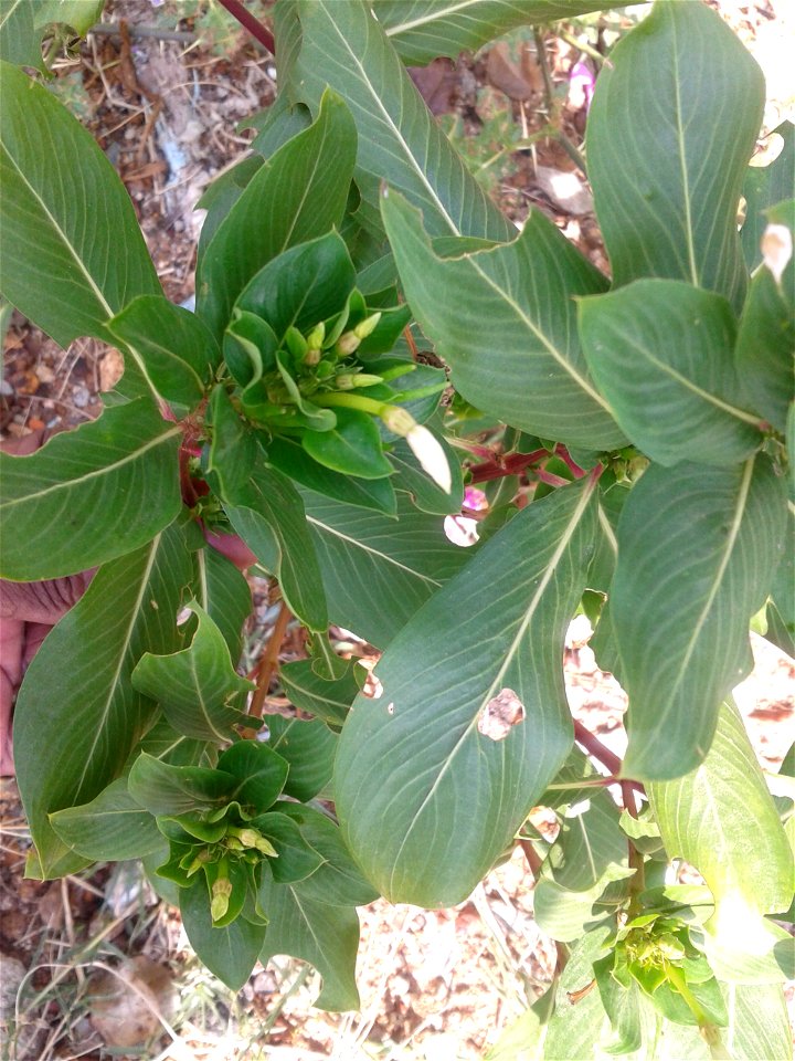 Botanical name - Catharanthus roseus
Common names - Cape periwinkle; Rose periwinkle; Old-maid .

Tamil names – NITHTHIYA KALYANI ‘daily marrying ’ ; 
                        SUTUKATTUP PU ‘crema