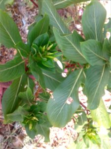 Botanical name - Catharanthus roseus Common names - Cape periwinkle; Rose periwinkle; Old-maid . Tamil names – NITHTHIYA KALYANI ‘daily marrying ’ ; SUTUKATTUP PU ‘crema photo