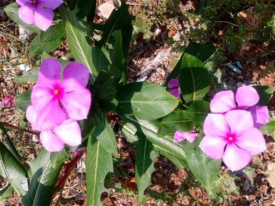Botanical name - Catharanthus roseus Common names - Cape periwinkle; Rose periwinkle; Old-maid . Tamil names – NITHTHIYA KALYANI ‘daily marrying ’ ; SUTUKATTUP PU ‘crema photo
