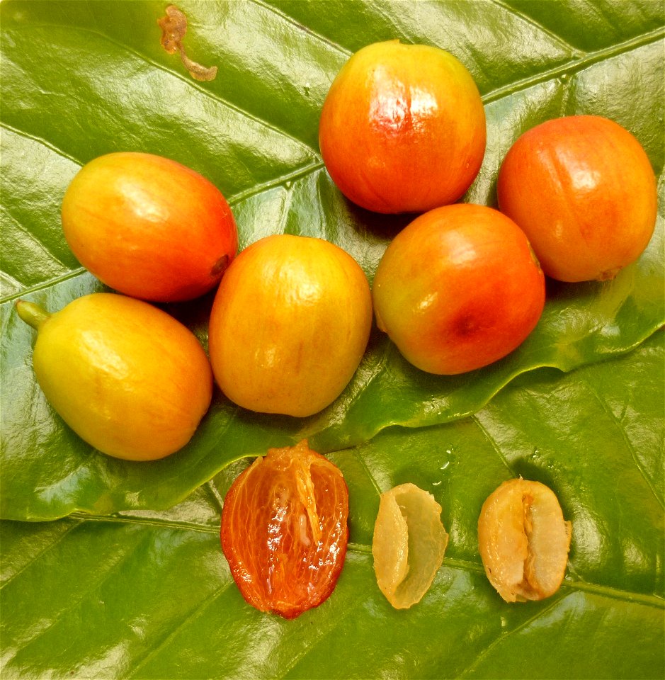 Café (Coffea arabica L.).