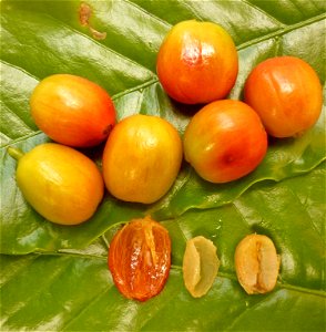 Café (Coffea arabica L.).
