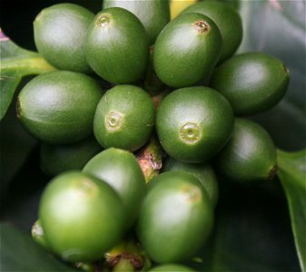  ; Flowers, trees, and other plant stuff
Coffee plant from Sudan, Ethopia, and Kenya