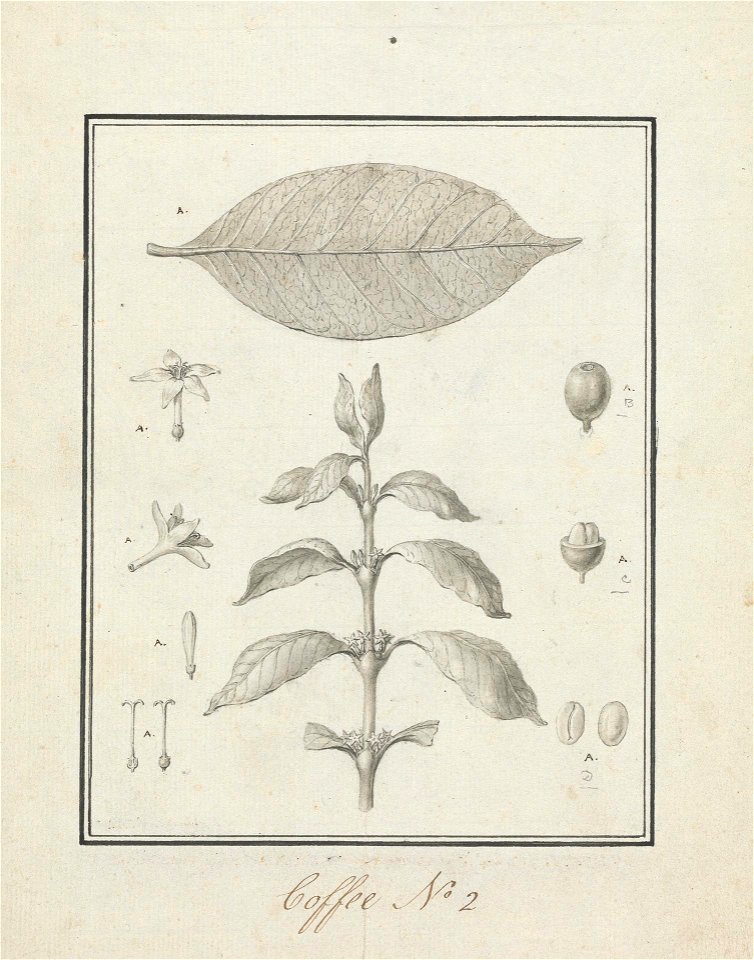 Coffea arabica L. (Arabica Coffee): finished drawing of leafy shoot, with details of flowers, leaf, and fruits title QS:P1476,en:"Coffea arabica L. (Arabica Coffee): finished drawing of leafy sho