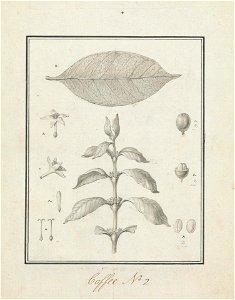 Coffea arabica L. (Arabica Coffee): finished drawing of leafy shoot, with details of flowers, leaf, and fruits title QS:P1476,en:"Coffea arabica L. (Arabica Coffee): finished drawing of leafy sho