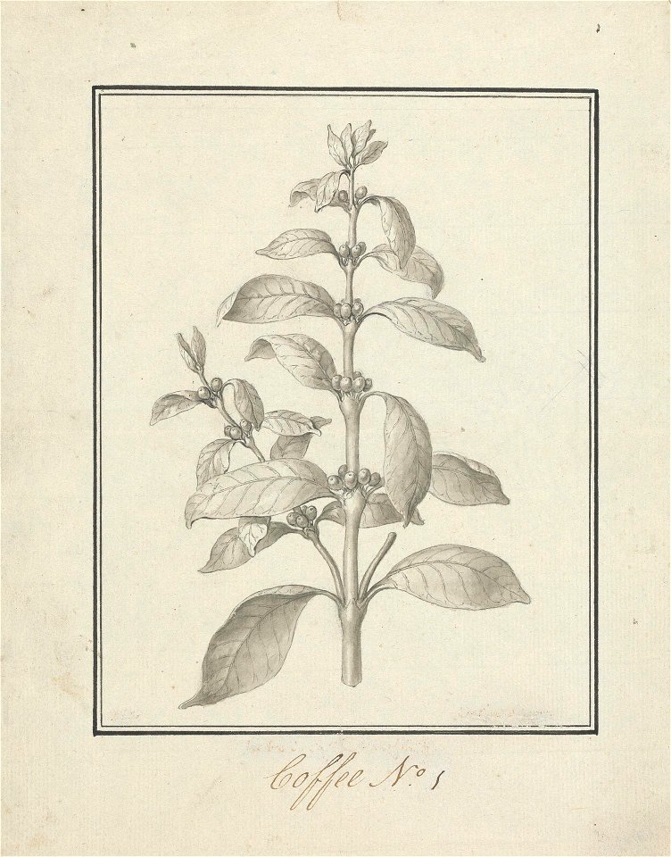 Coffea arabica L. (Arabica Coffee): finished drawing of leafy shoot and berries title QS:P1476,en:"Coffea arabica L. (Arabica Coffee): finished drawing of leafy shoot and berries "
label QS:
