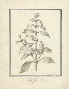 Coffea arabica L. (Arabica Coffee): finished drawing of leafy shoot and berries title QS:P1476,en:"Coffea arabica L. (Arabica Coffee): finished drawing of leafy shoot and berries "
label QS: