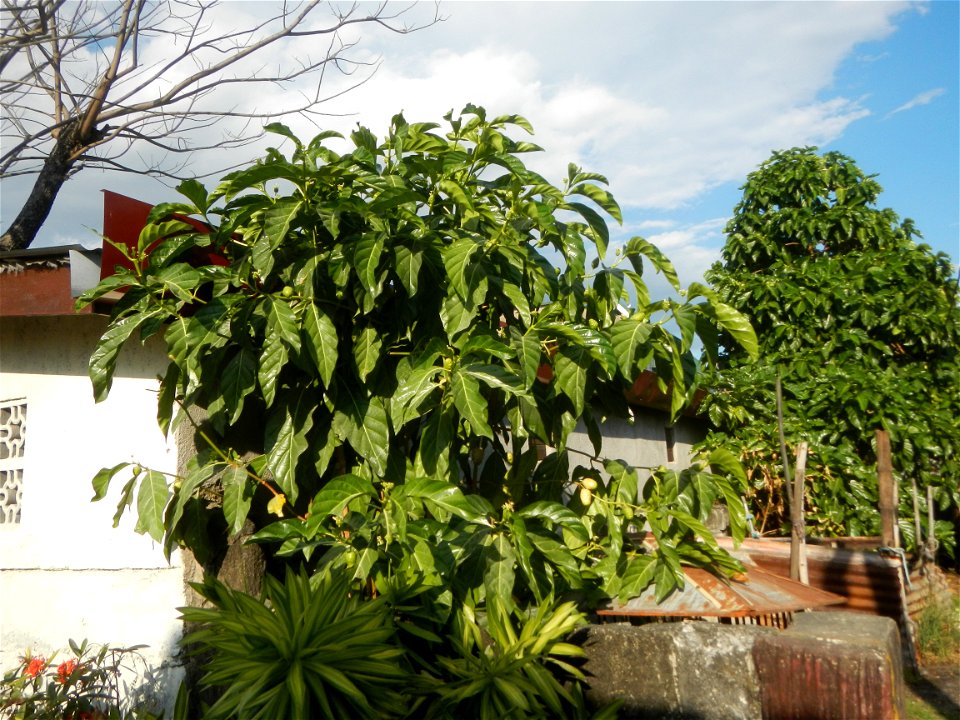 Tumbong-aso LUIANG-USIU Zijngiber zerumbet (Linn.) Apatot Morinda citrifolia Linn. NONI Hai ba ji Tumbong-aso (Philippines) Sta. Cruz Elementary (Elevated Multi-Purpose Building) and National High Sch