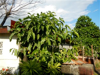 Tumbong-aso LUIANG-USIU Zijngiber zerumbet (Linn.) Apatot Morinda citrifolia Linn. NONI Hai ba ji Tumbong-aso (Philippines) Sta. Cruz Elementary (Elevated Multi-Purpose Building) and National High Sch