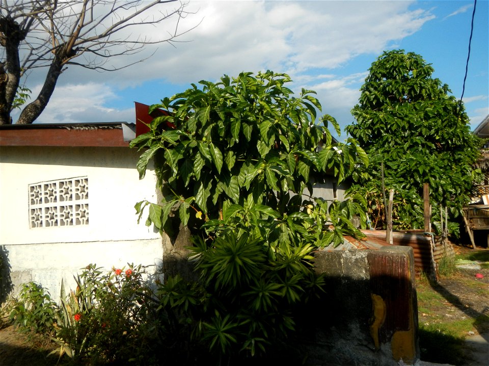 Tumbong-aso LUIANG-USIU Zijngiber zerumbet (Linn.) Apatot Morinda citrifolia Linn. NONI Hai ba ji Tumbong-aso (Philippines) Sta. Cruz Elementary (Elevated Multi-Purpose Building) and National High Sch