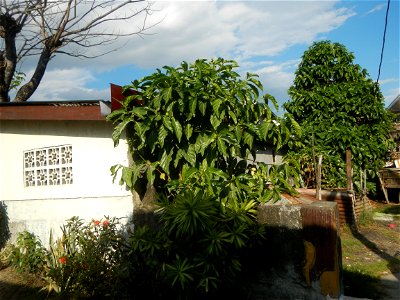 Tumbong-aso LUIANG-USIU Zijngiber zerumbet (Linn.) Apatot Morinda citrifolia Linn. NONI Hai ba ji Tumbong-aso (Philippines) Sta. Cruz Elementary (Elevated Multi-Purpose Building) and National High Sch photo