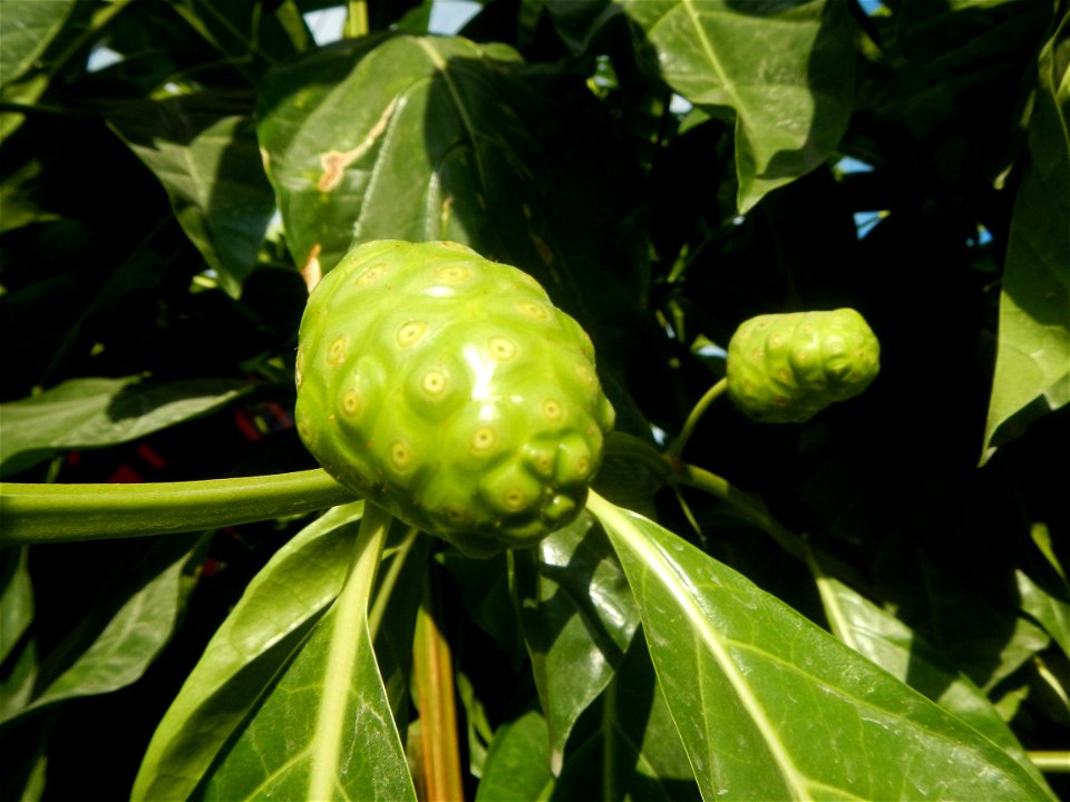Tumbong-aso LUIANG-USIU Zijngiber zerumbet (Linn.) Apatot Morinda citrifolia Linn. NONI Hai ba ji Tumbong-aso (Philippines) Sta. Cruz Elementary (Elevated Multi-Purpose Building) and National High Sch